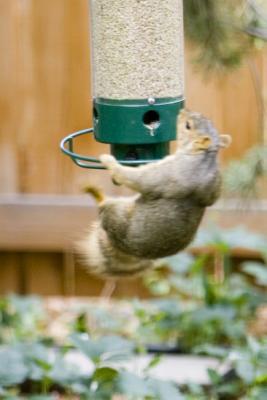Squirrel Feeder