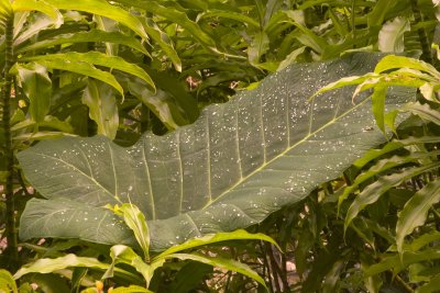 LH0G9134RainLeaf.jpg