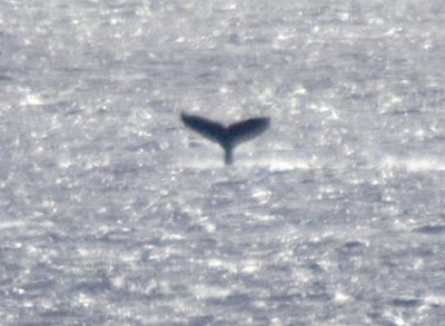 LH0G9240Tail.jpg