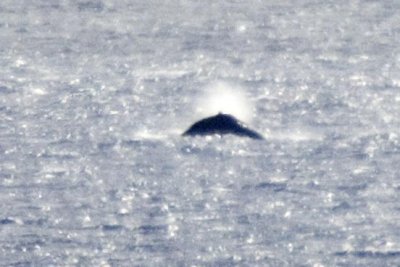 LH0G9262Hump.jpg
