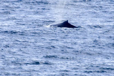 LH0G9515whale.jpg