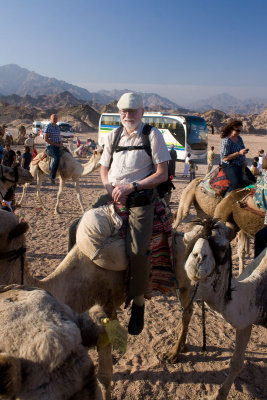 Riding camels to the Bedouin camp
