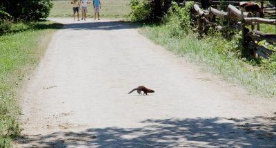 An otter crossing the road