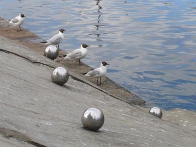 Black-headed Gulls by Akerselva, Oslo