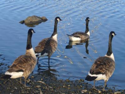 Canada Geese by Lysaker, Oslo