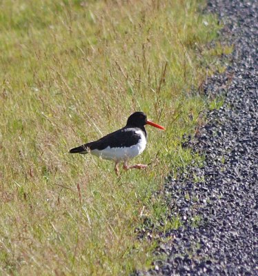 An Oystercatcher crossing the road