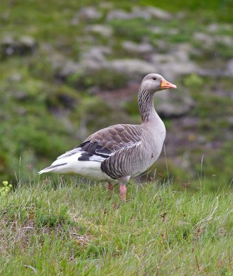 A Greylag goose