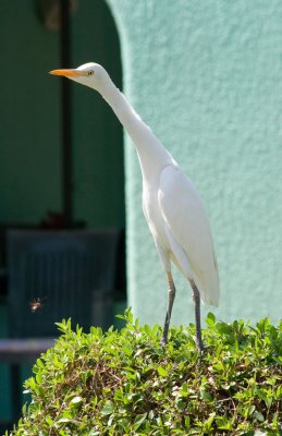 Egret starting to get wary