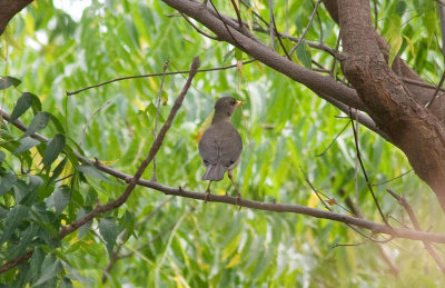 Small bird in the bush