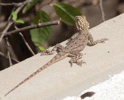 Lizards on the stairs, in 100 F heat