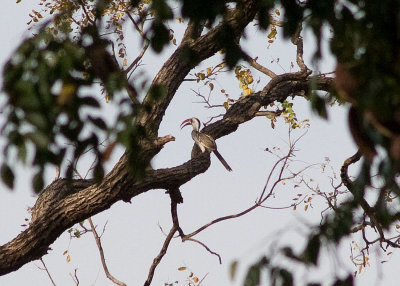 Redbilled hornbill at a distance