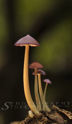 Mushroom that glows