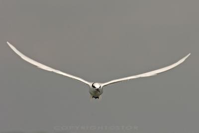 Black Naped Terns in Flight