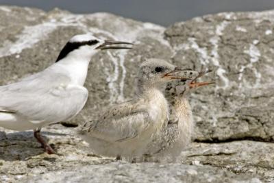Raising of the Young Black Naped Terns