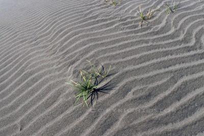 The Desert