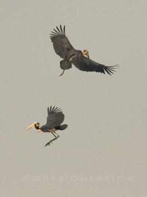 Lesser Adjutant in flight