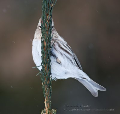 Sizerin blanchâtre / Hoary Redpoll