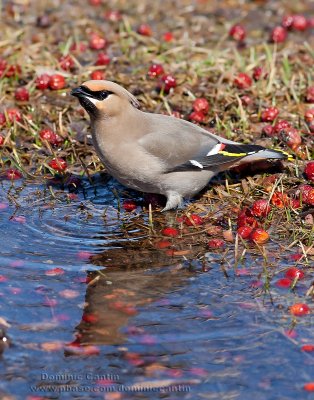 Jaseur Boral / Bohemian Waxwing