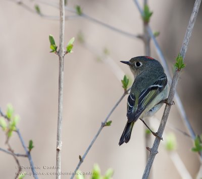 Roitelet �à Couronne Rubis / Ruby-crowned Kinglet