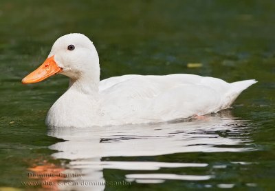 Colvert Domestique / Domestic Mallard ( Pekin Duck )