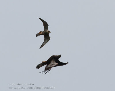 Faucon Plerin & Pygargue  tte blanche / Peregrine Falcon & Bald Eagle