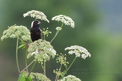 Goglu des prs (m) / Bobolink (m)