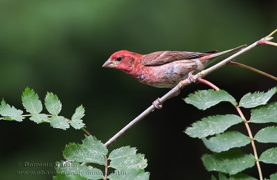 Roselin pourpr / Purple finch