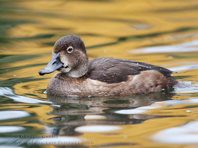 Fuligule  collier (fem) / Ring-necked Duck (fem)