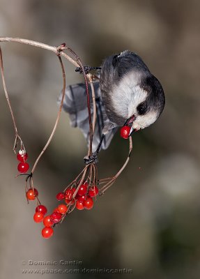 Mesangeai du Canada / Gray Jay