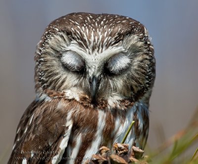 Petite Nyctale / Northern Saw-whet Owl
