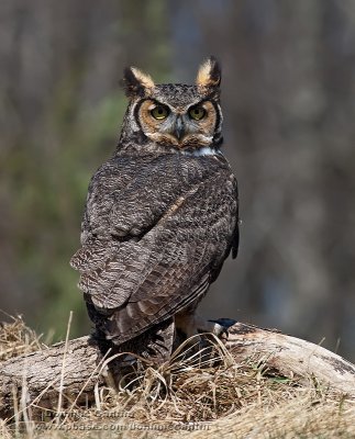 Grand-duc dAmrique / Great horned Owl