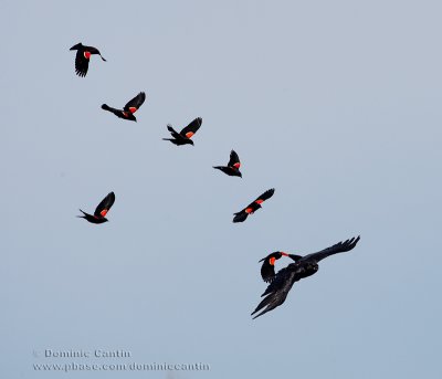 Carouges à épaulettes vs Corneille d’Amérique  /  Red-winged Blackbirds vs American Crow