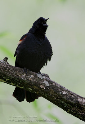 Carouge à épaulettes (m) / Red-winged Blackbird (m)