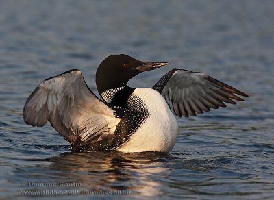 Plongeon huard / Common Loon 