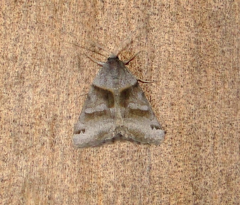 8738  Caenurgina crassiuscula  Clover Looper Moth 4-26-2011 Athol ma.JPG
