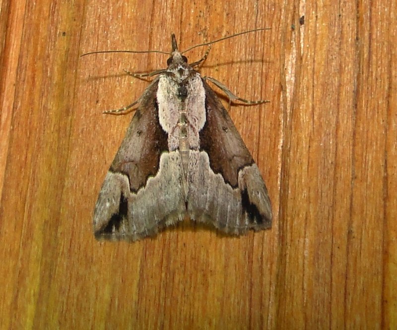 8442  Hypena baltimoralis  Baltimore Bomolocha Moth 5-25-2011 Athol Ma.JPG