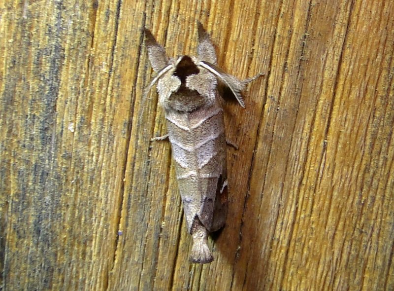 7895  Clostera albosigma  Sigmoid Prominent Moth 5-28-2011 Athol Ma 1.JPG