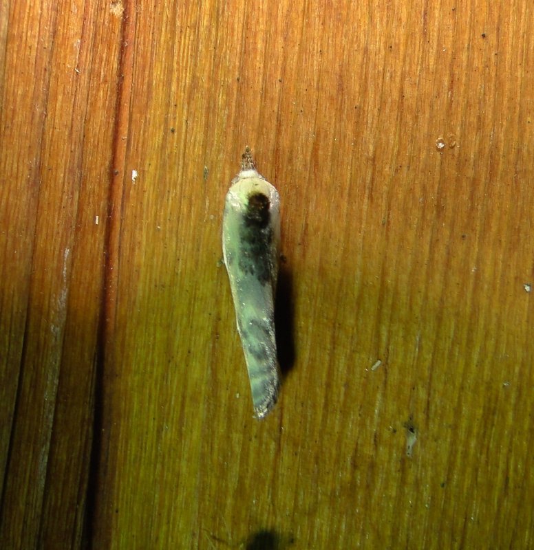 1011  Antaeotricha schlaegeri  Schlaegers Fruitworm Moth 6-5-2011 Athol Ma 1.JPG