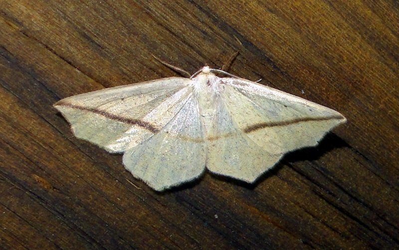 6963 E  Tetracis crocallata  Yellow Slant-line Moth 6-5-2011 Athol Ma.JPG