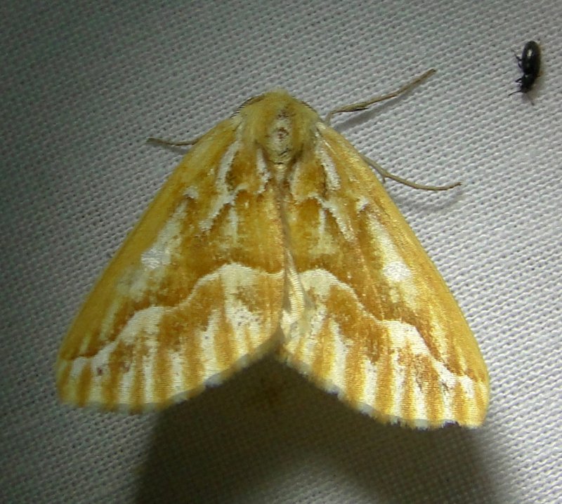6864 E  Caripeta piniata  Northern Pine Looper Moth 6-7-2011.JPG