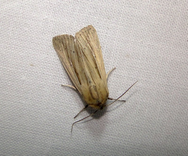 10445  Leucania linda  Linda Wainscot Moth 6-6-2011 Athol Ma.JPG