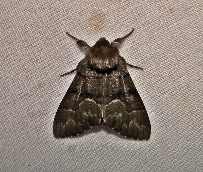 9182  Panthea furcilla  Eastern Panthea Moth June 1-2011 Athol Ma Mothball 54.JPG