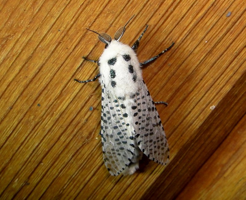 2700  Zeuzera pyrina  Leopard Moth June 22 2011 Athol Ma.JPG