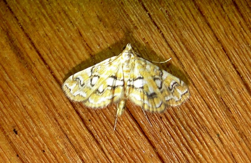 4748  Elophila icciusalis  Pondside Pyralid Moth 6-21-2011 Athol Ma.JPG