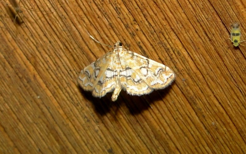 4748  Elophila icciusalis  Pondside Pyralid Moth 6-21-2011 Athol Ma (1).JPG
