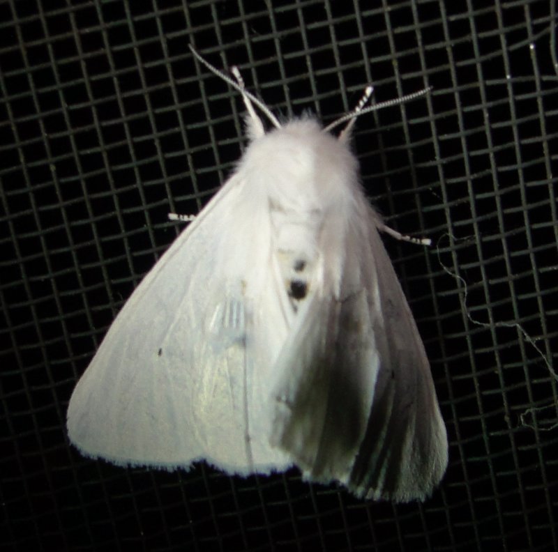 8134  Spilosoma congrua  Agreeable Tiger Moth June 28 2011 Athol Ma (5).JPG