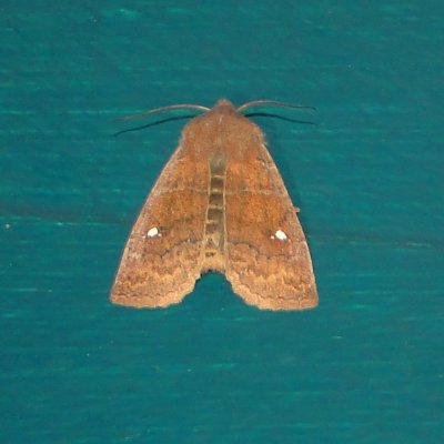9933 Eupsilia vinulenta Straight-Toothed Sallow Moth Athol Ma 3-11-2011.JPG