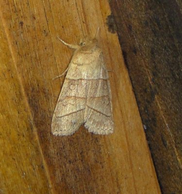 9930 – Pyreferra citrombra – Citrine Sallow Moth 4-4-2011 Athol Ma.JPG