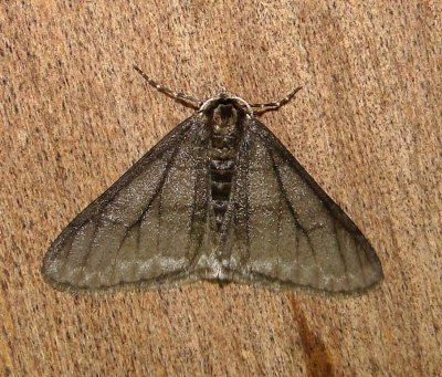 6658 E  Phigalia titea  Half-wing Moth  Athol Ma 4-4-2011.JPG