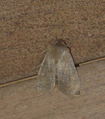 9936 – Eupsilia morrisoni – Morrisons Sallow Moth 4-8-2011Athol Ma.JPG Accepted by BAMONA